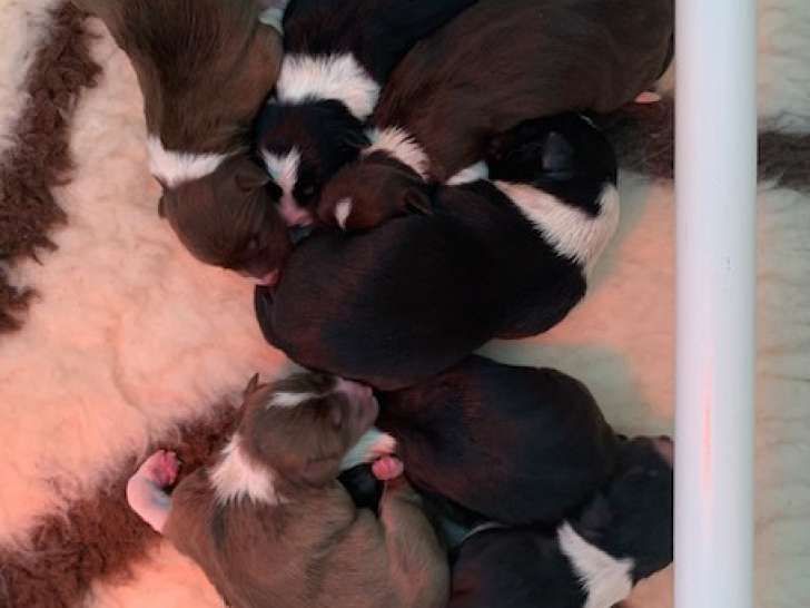 Portée de border collies de parents Pedigree lignée travail et entièrement testés sains