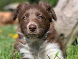 Portée de border collies de parents Pedigree entièrement testés sains