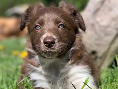 Portée de border collies de parents Pedigree entièrement testés sains
