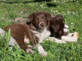 Portée de border collies de parents Pedigree entièrement testés sains