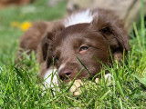 Portée de border collies de parents Pedigree entièrement testés sains