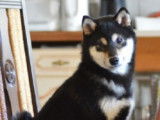 Etalon Shiba Inu noir et feu LOF disponible pour saillie