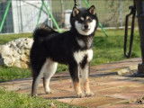 Etalon Shiba Inu noir et feu LOF disponible pour saillie