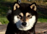 Etalon Shiba Inu noir et feu LOF disponible pour saillie