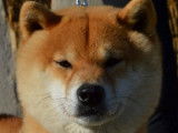 Etalon Shiba Inu roux LOF disponible pour saillie