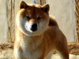 Etalon Shiba Inu roux LOF disponible pour saillie