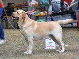 Labrador Retriever m&acirc;le LOF sable pour saillie