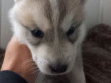 Chiots Husky Sibérien LOF à réserver
