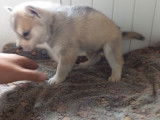 Chiots Husky Sibérien LOF à réserver