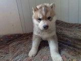Chiots Husky Sibérien LOF à réserver