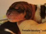 Chiots Basset Hound LOF à réserver