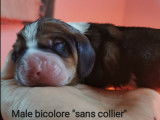 Chiots Basset Hound LOF à réserver