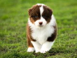 Un chiot Berger Australien rouge tricolore non LOF mâle à réserver