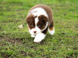 Un chiot Berger Australien rouge tricolore non LOF mâle à réserver