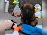 6 chiots Bergers Belges Malinois femelles LOF à réserver
