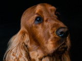 Cocker Spaniel Anglais LOF pour saillie