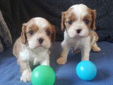 Chiots Cavalier King Charles Spaniel LOF &agrave; r&eacute;server
