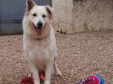 À acheter une chienne Berger Blanc Suisse de 7 ans (LOF)