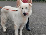 À acheter une chienne Berger Blanc Suisse de 7 ans (LOF)