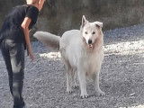 À acheter une chienne Berger Blanc Suisse de 7 ans (LOF)