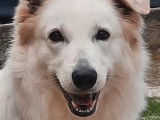 À acheter une chienne Berger Blanc Suisse de 7 ans (LOF)