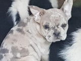 Un chiot Bouledogue Français bleu fauve silver merle non LOF à acheter
