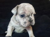 Un chiot Bouledogue Français bleu fauve silver merle non LOF à acheter
