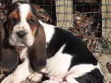 Chiots Basset Hound LOF à vendre