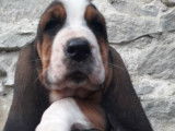 Chiots Basset Hound LOF à vendre