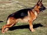 Etalon Berger Allemand LOF disponible pour saillie