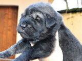 Chiots Dogue du Tibet LOF à réserver