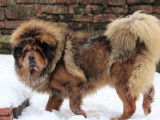 Etalon Dogue du Tibet LOF disponible pour saillie