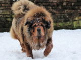 Etalon Dogue du Tibet LOF disponible pour saillie