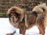 Etalon Dogue du Tibet LOF disponible pour saillie