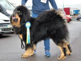 Etalon Dogue du Tibet Champion de France disponible pour saillie