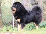 Etalon Dogue du Tibet Champion de France disponible pour saillie