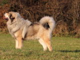 Etalon Dogue du Tibet LOF disponible pour saillie