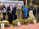 Etalon Dogue du Tibet LOF disponible pour saillie