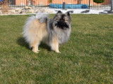 Etalon Spitz Allemand LOF gris loup disponible pour saillie