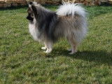 Etalon Spitz Allemand LOF gris loup disponible pour saillie