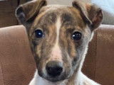 Chiot Whippet LOF bringé et blanc à vendre