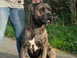 Etalon Cane Corso LOF gris bringé disponible pour saillie