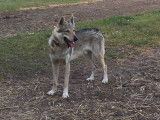 De race Chien Loup Tchécoslovaque disponible pour saillie