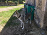 De race Chien Loup Tchécoslovaque disponible pour saillie
