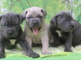 13 chiots Cane Corso LOF &agrave; vendre