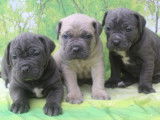 13 chiots Cane Corso LOF &agrave; vendre
