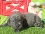 13 chiots Cane Corso LOF &agrave; vendre