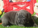 13 chiots Cane Corso LOF &agrave; vendre