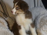 5 chiots Berger Australien aux yeux bleus LOF disponibles à l’adoption