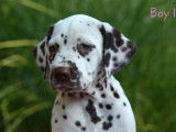 Etalon Dalmatien LOF disponible pour saillie